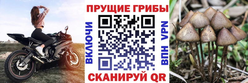 Псилоцибиновые грибы мицелий  Королёв 